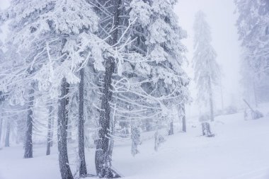 Karla kaplı çıplak ağaçlar ve dalları kış orman