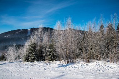 ağaçlar güneş ışığı altında tepede görünümü kar kaplı