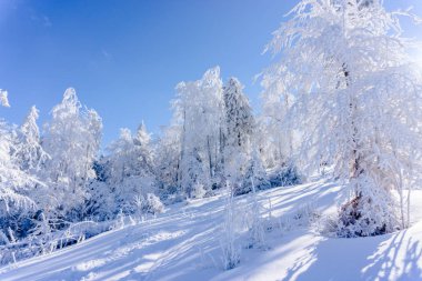 ağaçlar güneş ışığı altında tepede görünümü kar kaplı