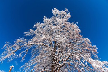 Karla kaplı çıplak ağaçlar ve dalları kış orman