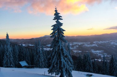 Çam ağaçları ve bulutlu gökyüzü arka plan şaşırtıcı doğa manzaralı