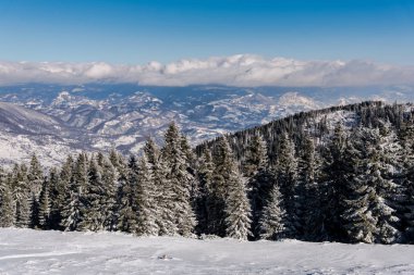 ağaçlar güneş ışığı altında tepede görünümü kar kaplı
