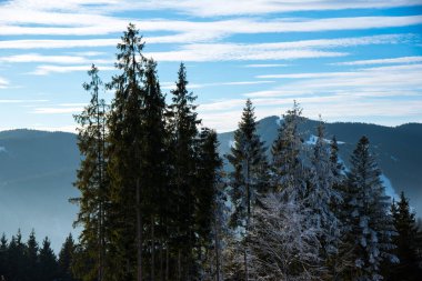 ön plan üzerinde çam ağaçları ile gökyüzü bulutlu güneş ışıklı