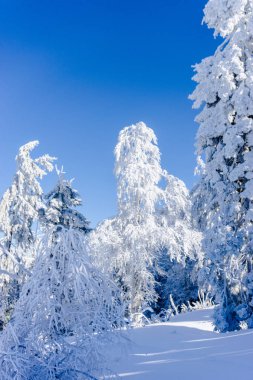 Karla kaplı çıplak ağaçlar ve dalları kış orman