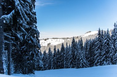 Çam ağaçları ve bulutlu gökyüzü arka plan şaşırtıcı doğa manzaralı
