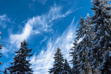 Çam ağaçları ve bulutlu gökyüzü arka plan şaşırtıcı doğa manzaralı