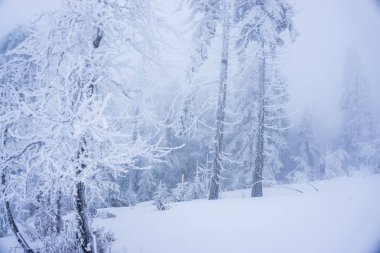 Karla kaplı çıplak ağaçlar ve dalları kış orman