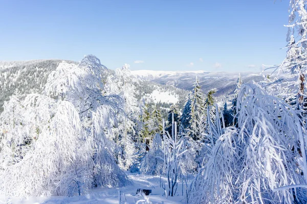 Snow Covered Bare Trees Branches Wintry Forest — Stock Photo, Image