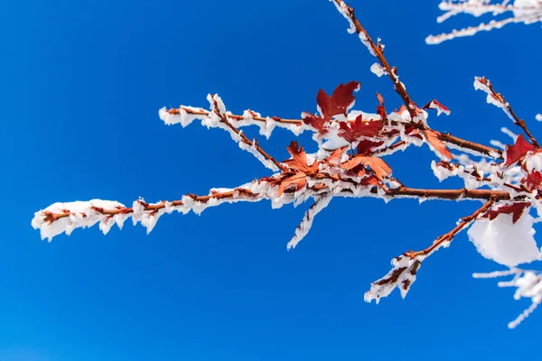 Niebieskie Niebo Śnieg Pokryte Gałęzie Drzew Sezon Zimowy — Zdjęcie stockowe