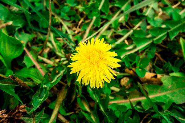 Gros Plan Fleurs Colorées Étonnantes — Photo