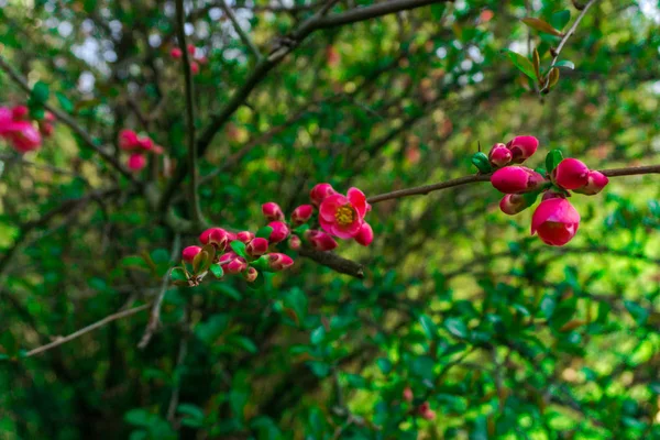 Primo Piano Incredibili Fiori Colorati Fiore — Foto Stock