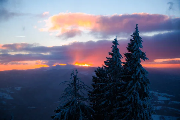 Kiefern Mit Schönem Bewölkten Himmel Bei Sonnenuntergang — Stockfoto