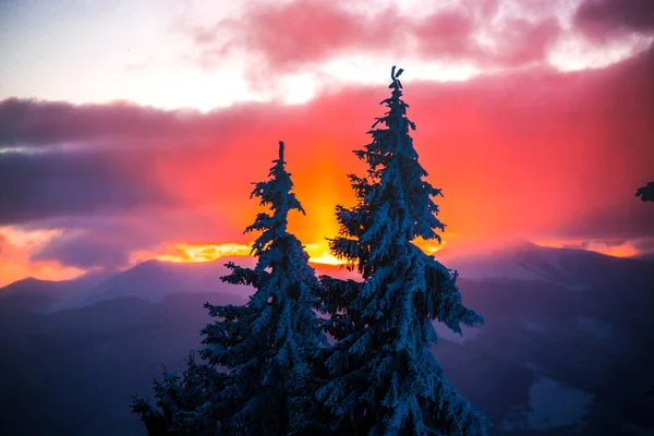 Atemberaubende Aussicht Auf Die Natur Mit Kiefern Und Bewölkten Himmel — Stockfoto