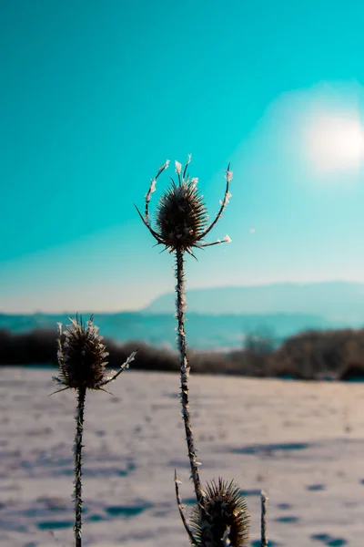 Pinienpalme Strand — Stockfoto