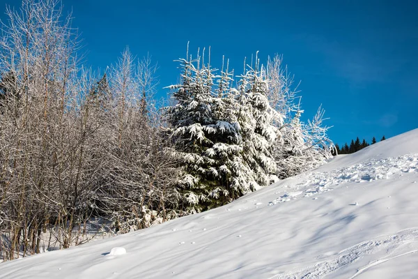 Vista Los Árboles Cubiertos Nieve Colina Luz Del Sol — Foto de Stock