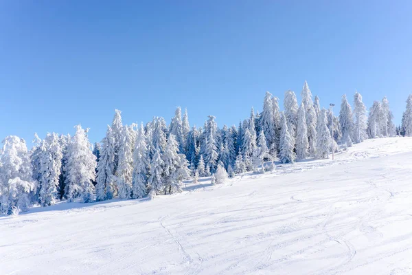 view of snow covered trees on hill in sunlight