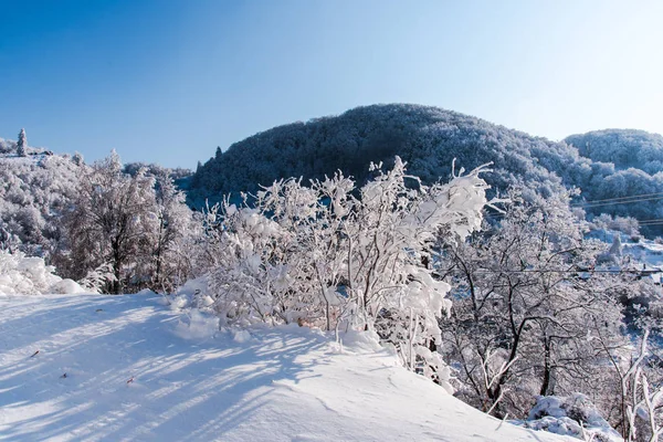 Arbres Branches Nus Recouverts Neige Dans Forêt Hivernale — Photo