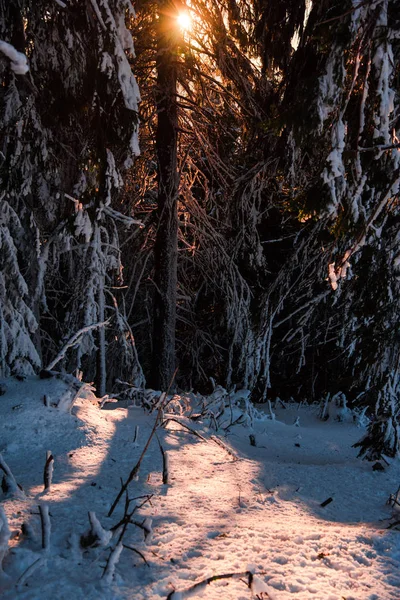 Sněhem Pokrytá Holé Stromy Větve Zimním Lese — Stock fotografie