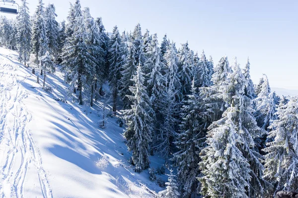 Increíble Vista Naturaleza Con Pinos Cielo Nublado — Foto de Stock