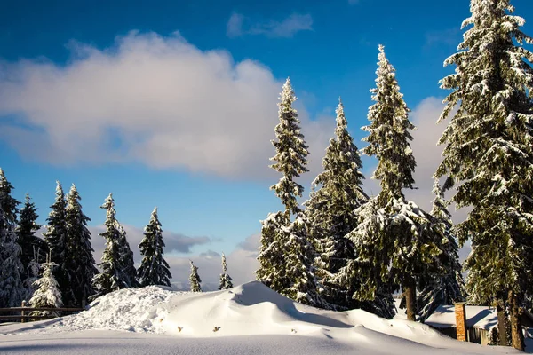 Amazing Nature View Pine Trees Cloudy Sky Background — Stock Photo, Image