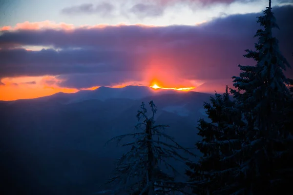 Kiefern Mit Schönem Bewölkten Himmel Bei Sonnenuntergang — Stockfoto