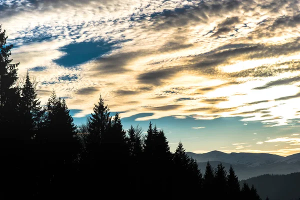 Sol Nublado Cielo Iluminado Con Pinos Primer Plano — Foto de Stock