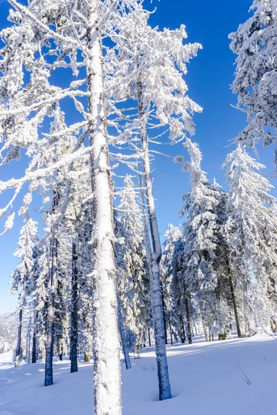 Vista Los Árboles Cubiertos Nieve Colina Luz Del Sol — Foto de Stock