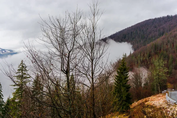 Bosque Invierno Las Montañas —  Fotos de Stock