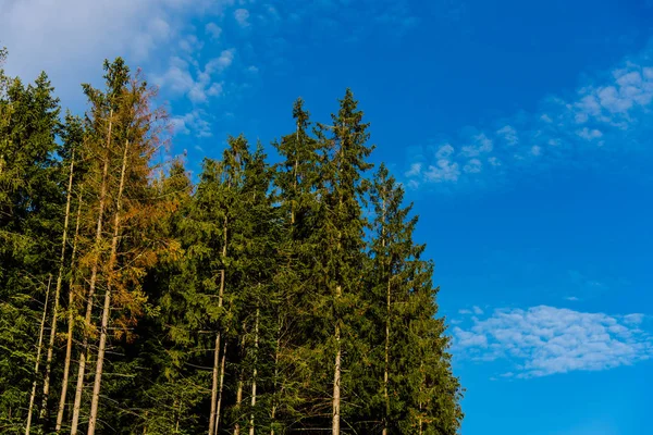 Waldbäume Und Blauer Himmel Mit Flauschigen Wolken — Stockfoto
