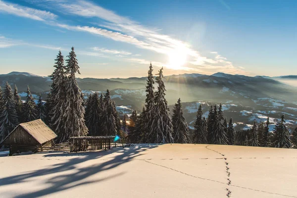 Increíble Vista Naturaleza Con Pinos Cielo Nublado — Foto de Stock