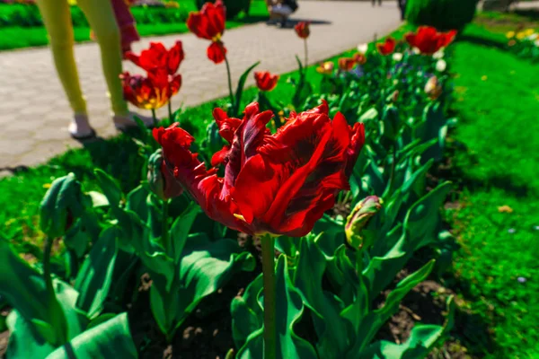 Nahaufnahme Von Erstaunlich Zarten Blühenden Blumen — Stockfoto