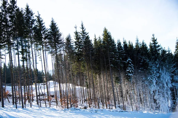 view of snow covered trees on hill in sunlight