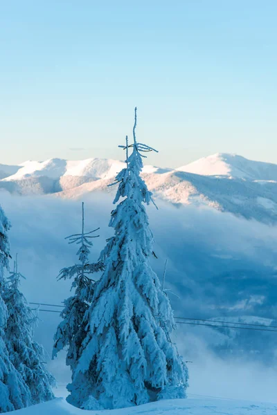 Schneebedeckte Kiefern Auf Einem Hügel — Stockfoto