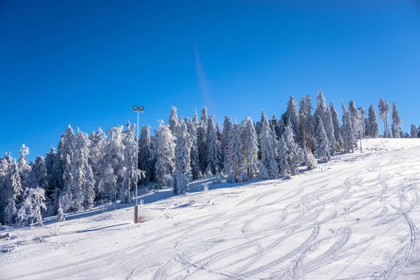 Visa Snö Täckte Träden Kullen Solljus — Stockfoto