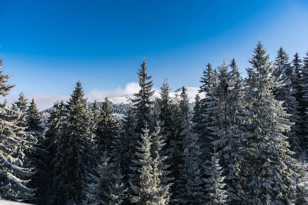 Vista Los Árboles Cubiertos Nieve Colina Luz Del Sol — Foto de Stock