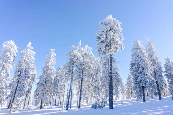 View Snow Covered Trees Hill Sunlight — Stock Photo, Image
