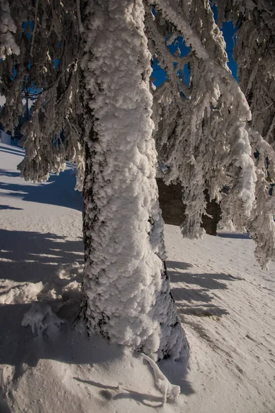 Pokryte Śniegiem Nagie Drzewa Gałęzie Chłodny Lasu — Zdjęcie stockowe
