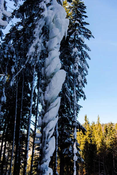 Hóval Borított Csupasz Fák Ágak Természetben Háttér — Stock Fotó
