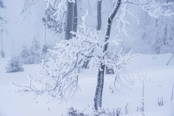 Árboles Desnudos Cubiertos Nieve Ramas Bosque Invernal — Foto de Stock