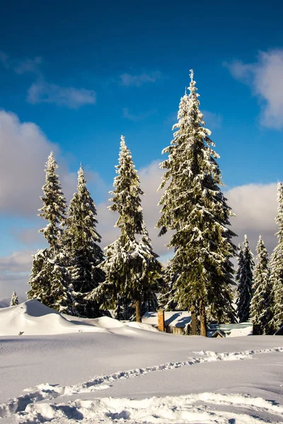 Increíble Vista Naturaleza Con Pinos Cielo Nublado — Foto de Stock