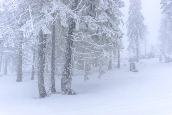 Escena Invierno Pinos Cubiertos Nieve — Foto de Stock