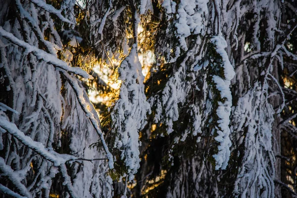 Árvores Nuas Cobertas Neve Galhos Floresta Invernal — Fotografia de Stock