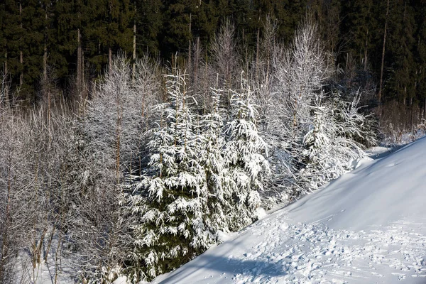 view of snow covered trees on hill in sunlight