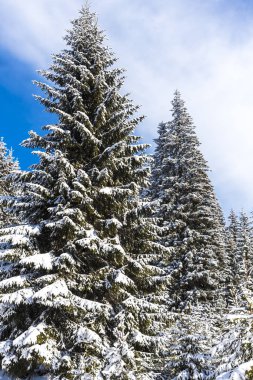 Karla kaplı ağaçlar ve dalları kış orman