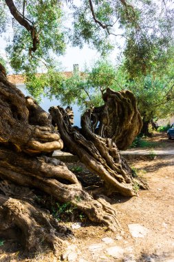 büyük büyük ağaç kökleri, arka planda göl 