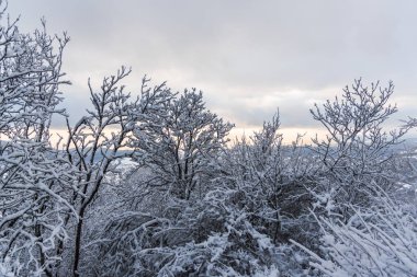 Karla kaplı ağaçlar ve dalları kış orman