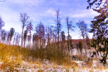 Ormanda karla kaplı çıplak ağaçlar ve dalları