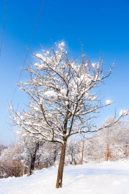 Karla kaplı çıplak ağaçlar ve doğa arka planda dalları