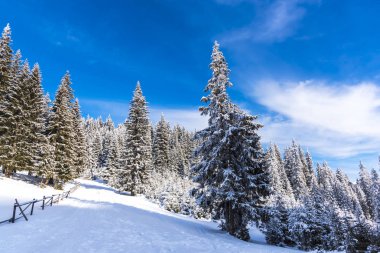 Karla kaplı ağaçlar ve dalları kış orman