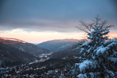 Çam ağaçları ve bulutlu gökyüzü arka plan şaşırtıcı doğa manzaralı